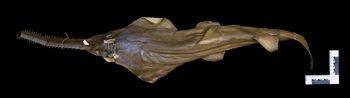 Media type: image;   Ichthyology 36960 Aspect: dorsal,description